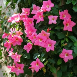sundaville-dipladenia-mandevilla-pink-krolowa-balkonow-i-tarasow-sadzonka
