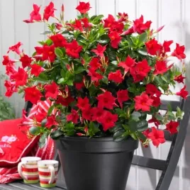 sundaville-dipladenia-mandevilla-red-krolowa-balkonow-i-tarasow-sadzonka