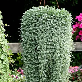 dichondra-srebrzysta-silver-falls-srebrzysty-wodospad-w-twoim-ogrodzie