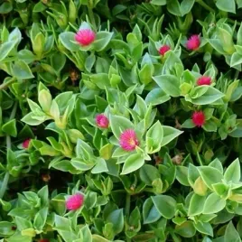 aptenia-sercolistna-variegata-kwitnacy-sukulent-do-zadan-specjalnych-mezo