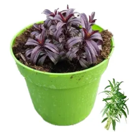 czaber-sadzonka-w-doniczce-idealna-do-twojego-ogrodu-zielnika-eko-p10