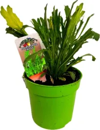 rukola-sadzonka-w-doniczce-idealna-do-twojego-ogrodu-zielnika-eko-p10