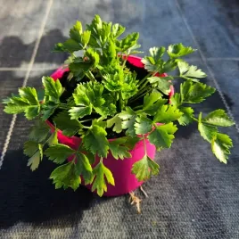 seler-naciowy-sadzonka-w-doniczce-idealna-do-ogrodu-zielnika-eko