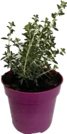 tymianek-eukaliptusowy-sadzonka-w-doniczce-do-kuchni-i-ogrodu-zielnika-eko