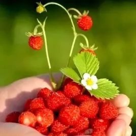 poziomka-rugia-sadzonka-w-doniczce-do-twojego-ogrodu-bardzo-plenna-p10