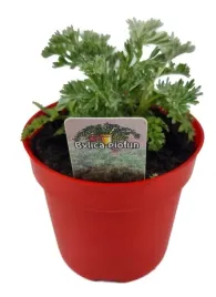 piolun-absynt-artemisia-absinthium-srebrzysty-akcent-i-zdrowie-sadzonka