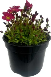 skalnica-czerwona-sadzonka-w-doniczce-do-twojego-ogrodu-piekny-dywan-red