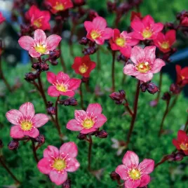 skalnica-pink-sadzonka-w-doniczce-do-twojego-ogrodu-piekny-rozowy-dywan