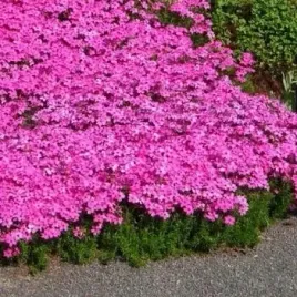 flox-floks-szydlasty-dywan-z-kwiatow-kwitnie-120-dni-piekny-rozowy-sadzonka