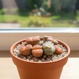 lithops-sukulent-zywe-kamienie-doniczka-unikatowy-egzotyczny-or-eurocactus