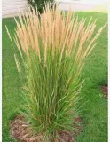 trawa-ozdobna-trzcinnik-ostro-kwiatowy-karl-foerster-sadzonka-w-doniczce-p9