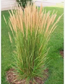 trawa-ozdobna-trzcinnik-ostro-kwiatowy-karl-foerster-sadzonka-w-doniczce-p9