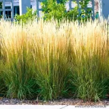 trawa-ozdobna-trzcinnik-ostro-kwiatowy-karl-foerster-sadzonka-w-doniczce-p9