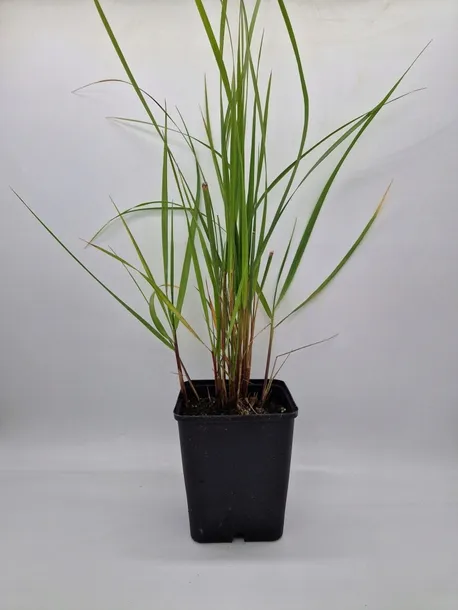 trawa-ozdobna-trzcinnik-ostro-kwiatowy-karl-foerster-sadzonka-w-doniczce-p9