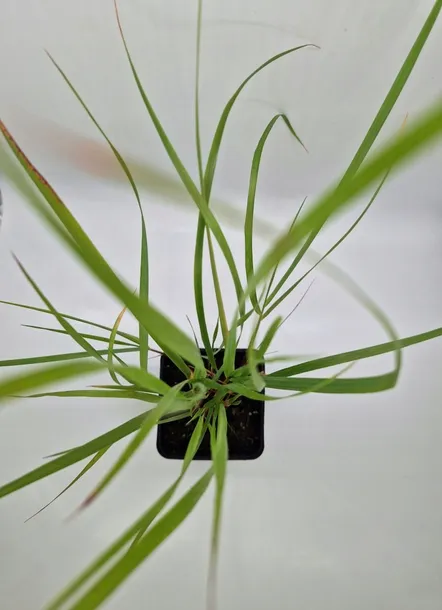 trawa-ozdobna-trzcinnik-ostro-kwiatowy-karl-foerster-sadzonka-w-doniczce-p9