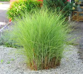 trawa-ozdobna-miskant-chinski-morning-light-sadzonka-w-doniczce-p9