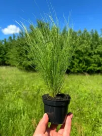 trawa-ostnica-mocna-pony-tails-sadzonka-w-doniczce-do-twojego-ogrodu