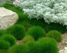 trawa-ozdobna-niedzwiedzie-futro-sadzonka-w-doniczce-do-twojego-ogrodu