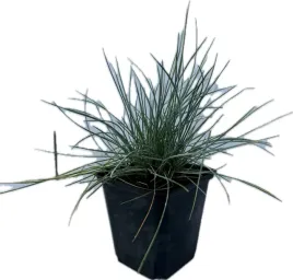 trawa-kostrzewa-popielata-intense-blue-sadzonka-do-twojego-ogrodu-skalniaka