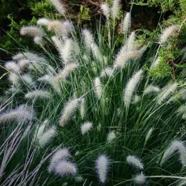 trawa-rozplenica-japonska-piglet-sadzonka-do-twojego-ogrodu-doniczka-p9