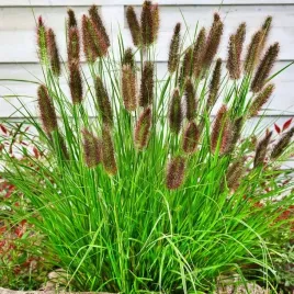 trawa-rozplenica-japonska-viridescens-sadzonka-w-doniczce-do-twojego-ogrodu