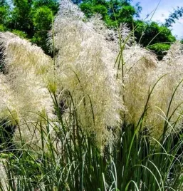 trawa-ozdobna-miskant-chinski-etincelle-sadzonka-w-doniczce-do-ogrodu-p9