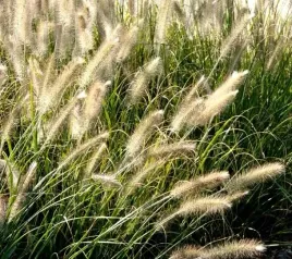 trawa-rozplenica-japonska-reborn-sadzonka-w-doniczce-do-twojego-ogrodu-p9