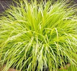 trawa-rozplenica-japonska-hameln-gold-sadzonka-w-doniczce-do-twojego-ogrodu