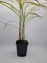 trawa-miskant-navajo-sadzonka-w-doniczce-czerwone-kwiatostany-jak-rubrum