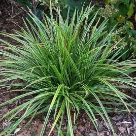 trawa-turzyca-japonska-ice-dance-morrowii-idealna-trawa-ozdobna-do-ogrodu