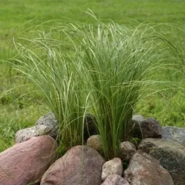 trawa-turzyca-wlosista-frosted-curls-idealna-trawa-ozdobna-do-ogrodu