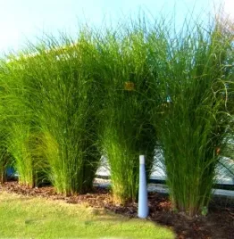 trawa-ozdobna-gracillimus-miedziano-czerwony-kwiatostan-miskant-chinski-p9