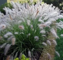 trawa-rozplenica-japonska-hameln-sadzonka-w-doniczce-p9-do-twojego-ogrodu