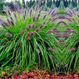 trawa-rozplenica-japonska-red-head-sadzonka-w-doniczce-p9-do-twojego-ogrodu