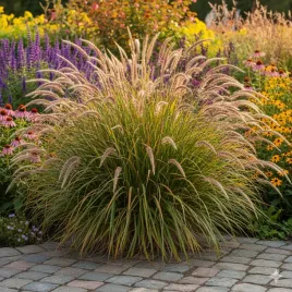 trawa-ozdobna-rozplenica-moudry-czarne-kwiatostany-sadzonka-w-doniczce