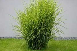 miskant-chinski-zebrinus-pasiasta-trawa-ozdobna-do-ogrodu-sadzonka-p9