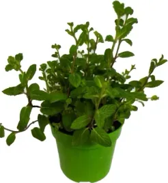 mieta-pieprzowa-zwykla-najpopularniejsza-z-miet-sadzonka-w-doniczce