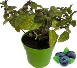 mieta-jagodowa-sadzonka-w-doniczce-do-kuchni-i-ogrodu