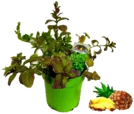 mieta-ananasowa-sadzonka-w-doniczce-do-domu-i-ogrodu