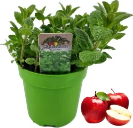 mieta-jablkowa-sadzonka-w-doniczce-do-kuchni-i-ogrodu