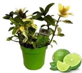 mieta-limonka-sadzonka-w-doniczce-do-kuchni-i-domu