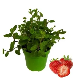 mieta-truskawkowa-sadzonka-w-doniczce-do-kuchni-i-ogrodu