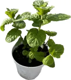 mieta-mojito-sadzonka-w-doniczce-do-kuchni-i-ogrodu-idealna-do-wody