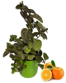 mieta-pomaranczowa-sadzonka-w-doniczce-do-kuchni-i-ogrodu