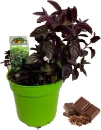 mieta-czekoladowa-sadzonka-w-doniczce-do-kuchni-i-ogrodu