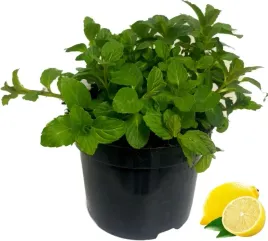 mieta-cytrynowa-do-wody-i-nie-tylko-sadzonka-w-doniczce-do-drinkow-deserow