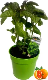 mieta-grejpfrutowa-sadzonka-w-doniczce-do-kuchni-i-ogrodu-do-wody-i-drinkow