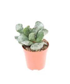 adromischus-cooperii-cudo-sukulent-ozdobny-unikalne-liscie