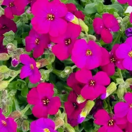 zagwin-czerwono-rozowy-sadzonka-kwiecisty-dywan-aubrieta-producent