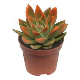 echeveria-miranda-orange-pomaranczowa-pustynna-krolowa-sukulentow